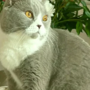 Лечение, диагностика, экстренная помощь